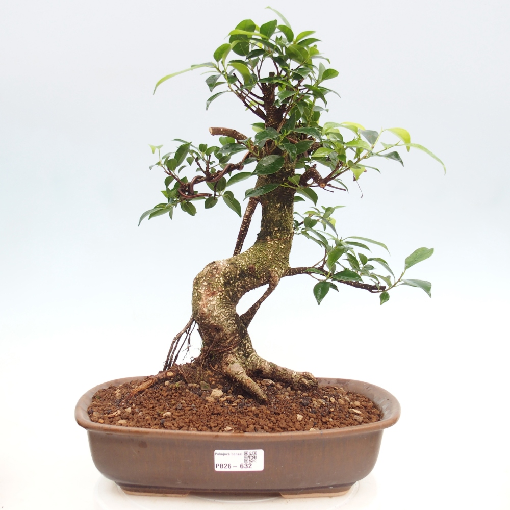 Pokojová bonsai - Ficus kimmen -  malolistý fíkus