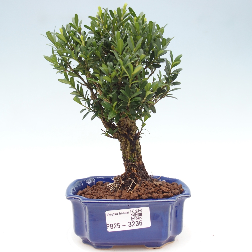 Pokojová bonsai - Buxus harlandii -korkový buxus