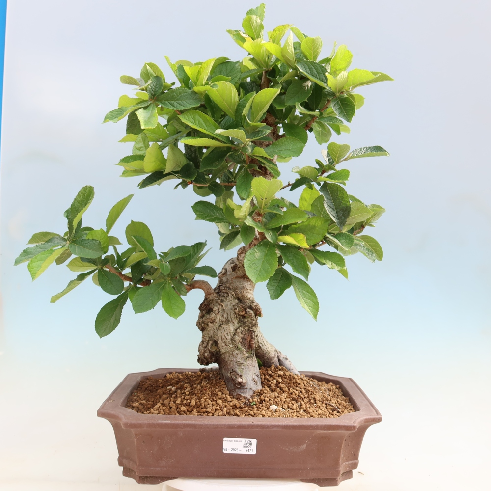 Venkovní bonsai - Blýskalka chlupatá - Photinia villosa