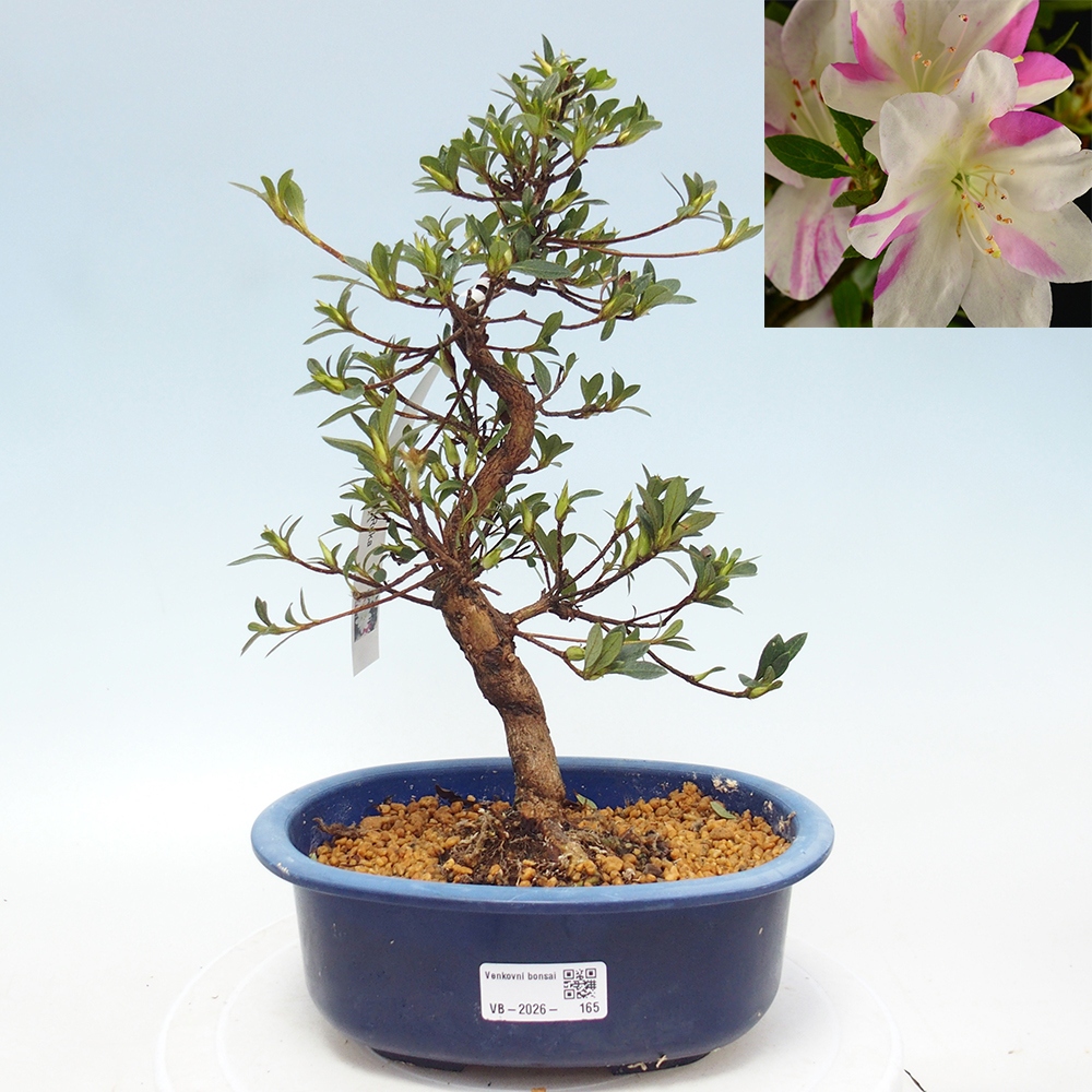 Venkovní bonsai - Japonská azalka - Azalea Ruka