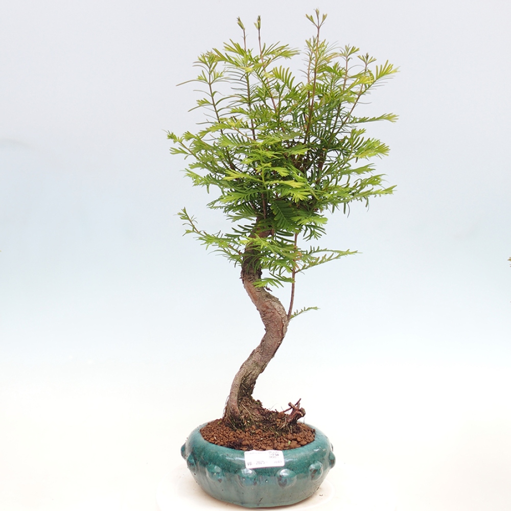 Venkovní bonsai - Metasequoia glyptostroboides - Metasekvoje čínská