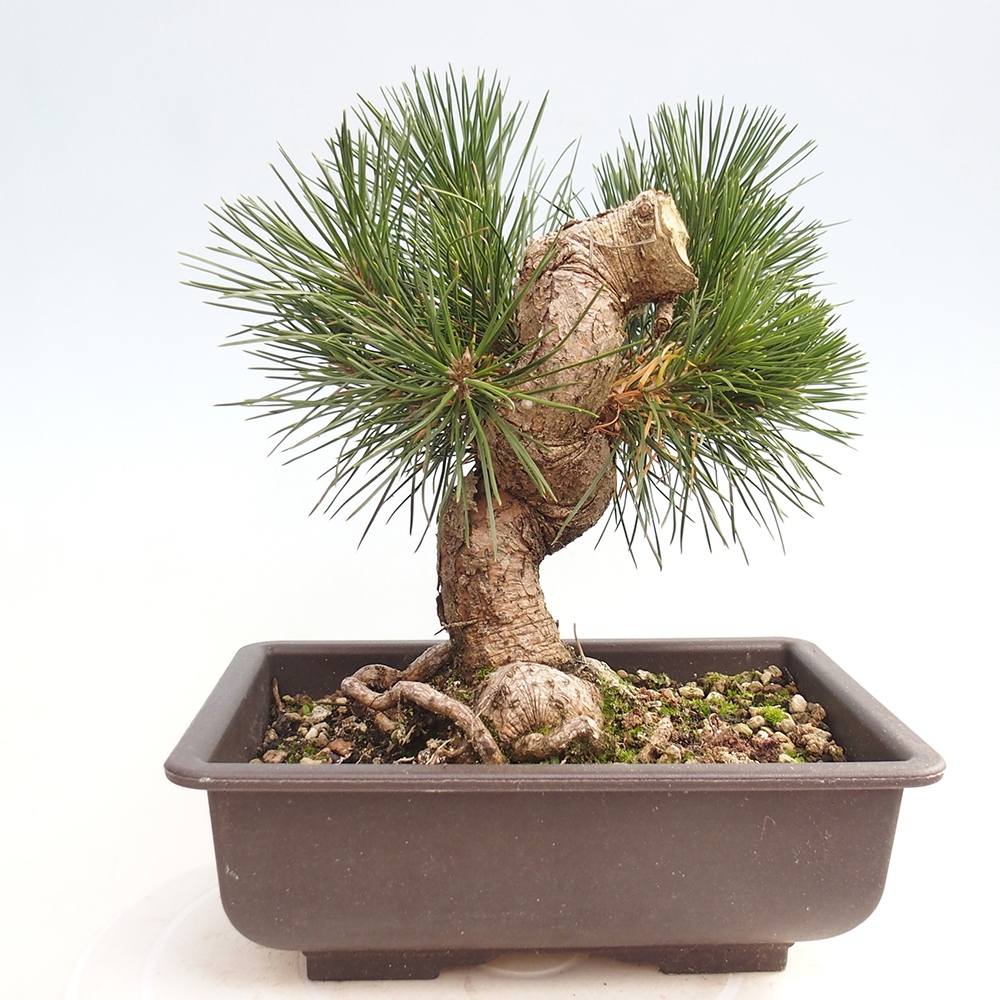 Venkovní bonsai - Pinus thunbergii - Borovice thunbergova