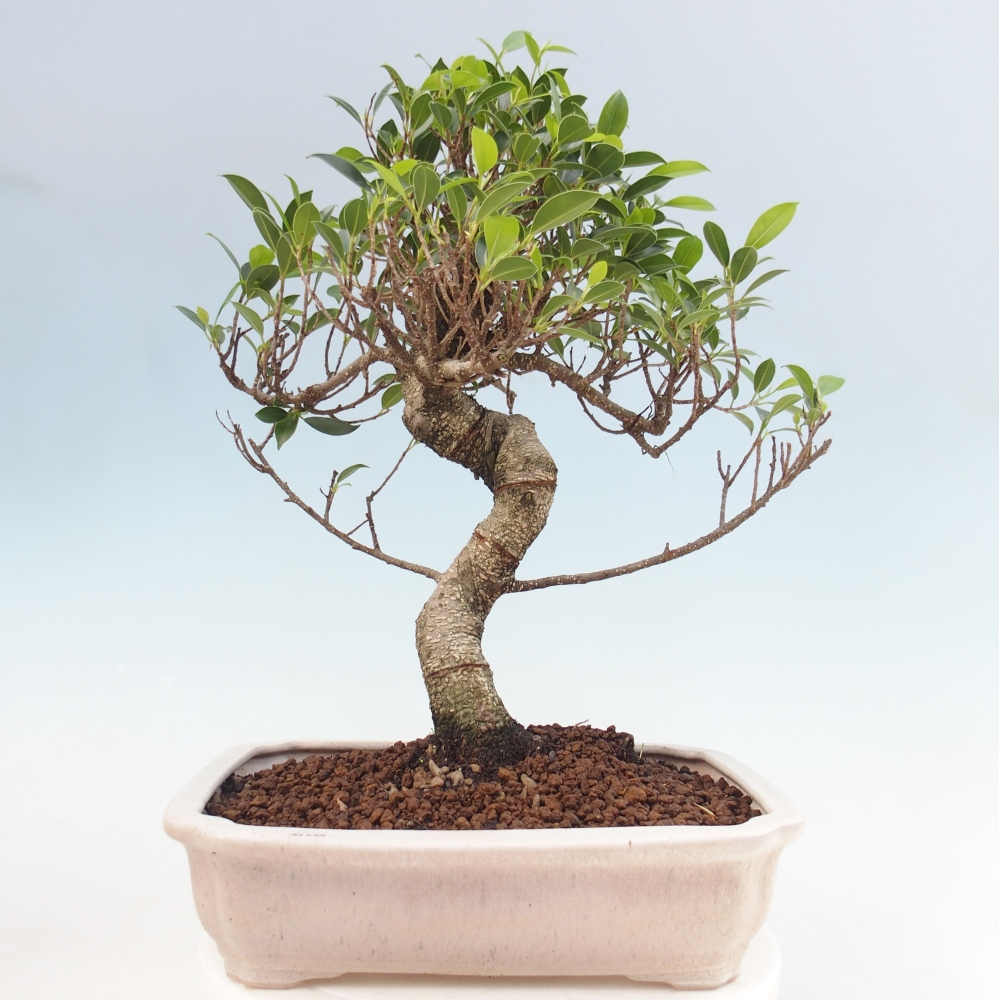 Pokojová bonsai - Ficus kimmen -  malolistý fíkus