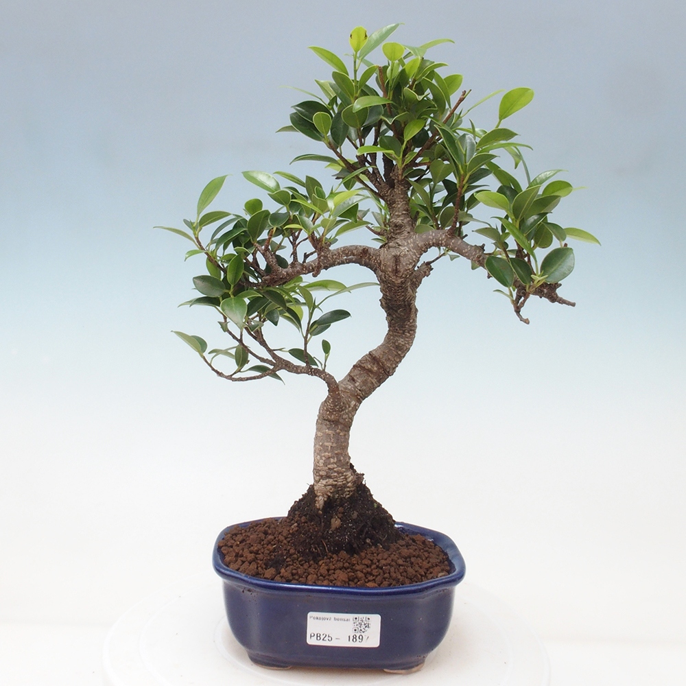 Pokojová bonsai - Ficus retusa -  malolistý fíkus