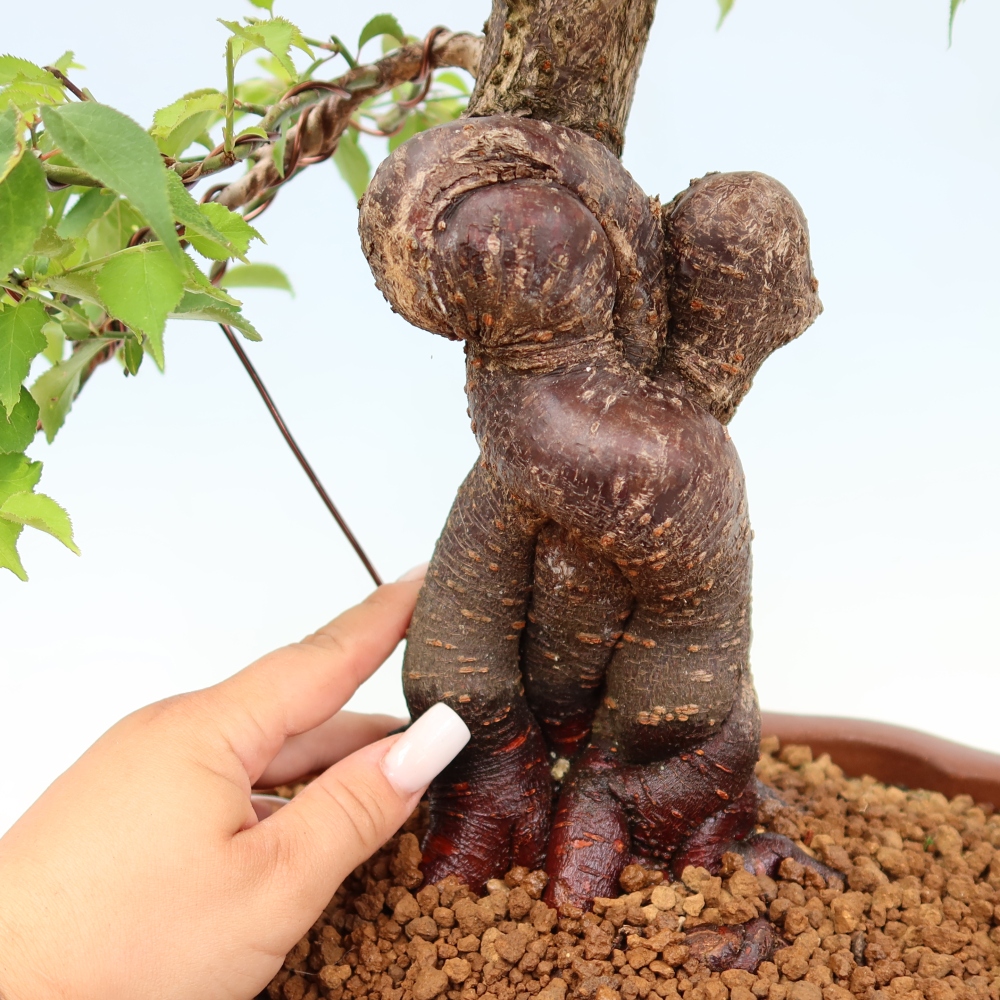 Venkovní bonsai -Japonská meruňka - Prunus Mume
