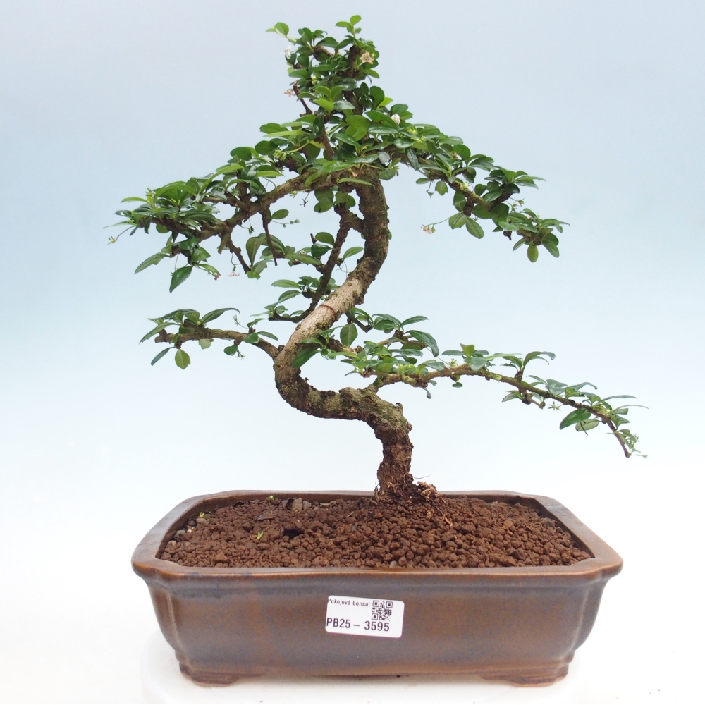 Pokojová bonsai - Carmona macrophylla - Čaj fuki