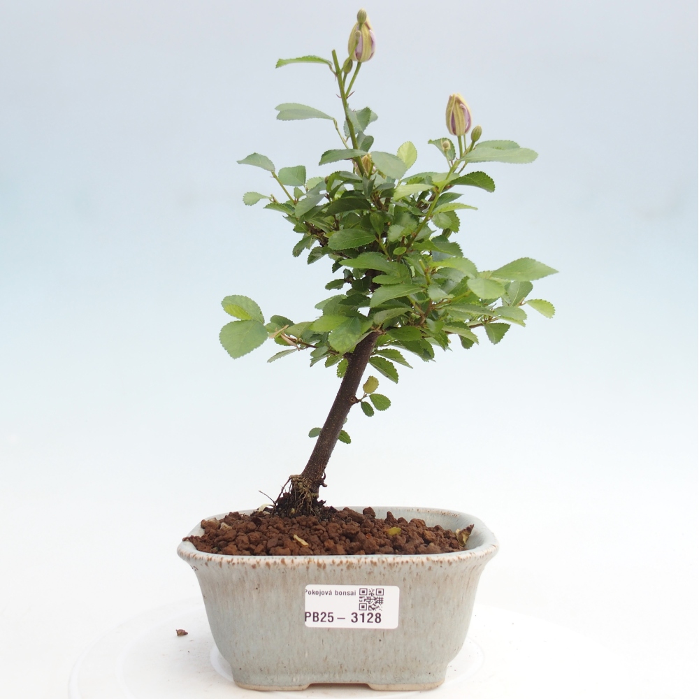 Pokojová bonsai - Grewia occidentalis - Hvězdice levandulová