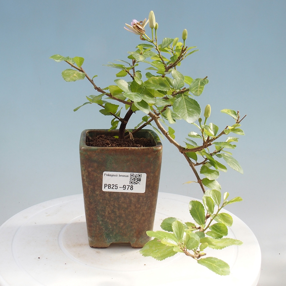 Pokojová bonsai - Grewia occidentalis - Hvězdice levandulová