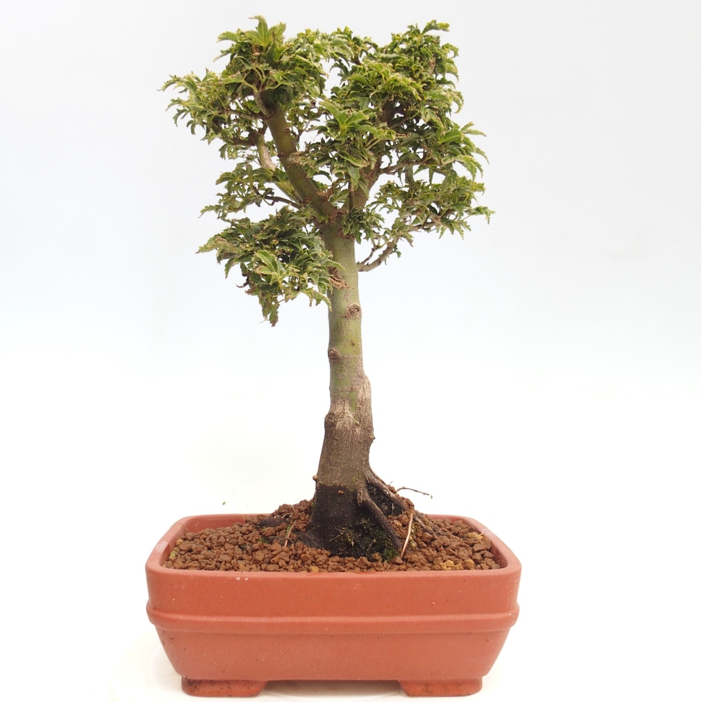 Venkovní bonsai -Javor dlanitolistý Acer palmatum Shishigashira