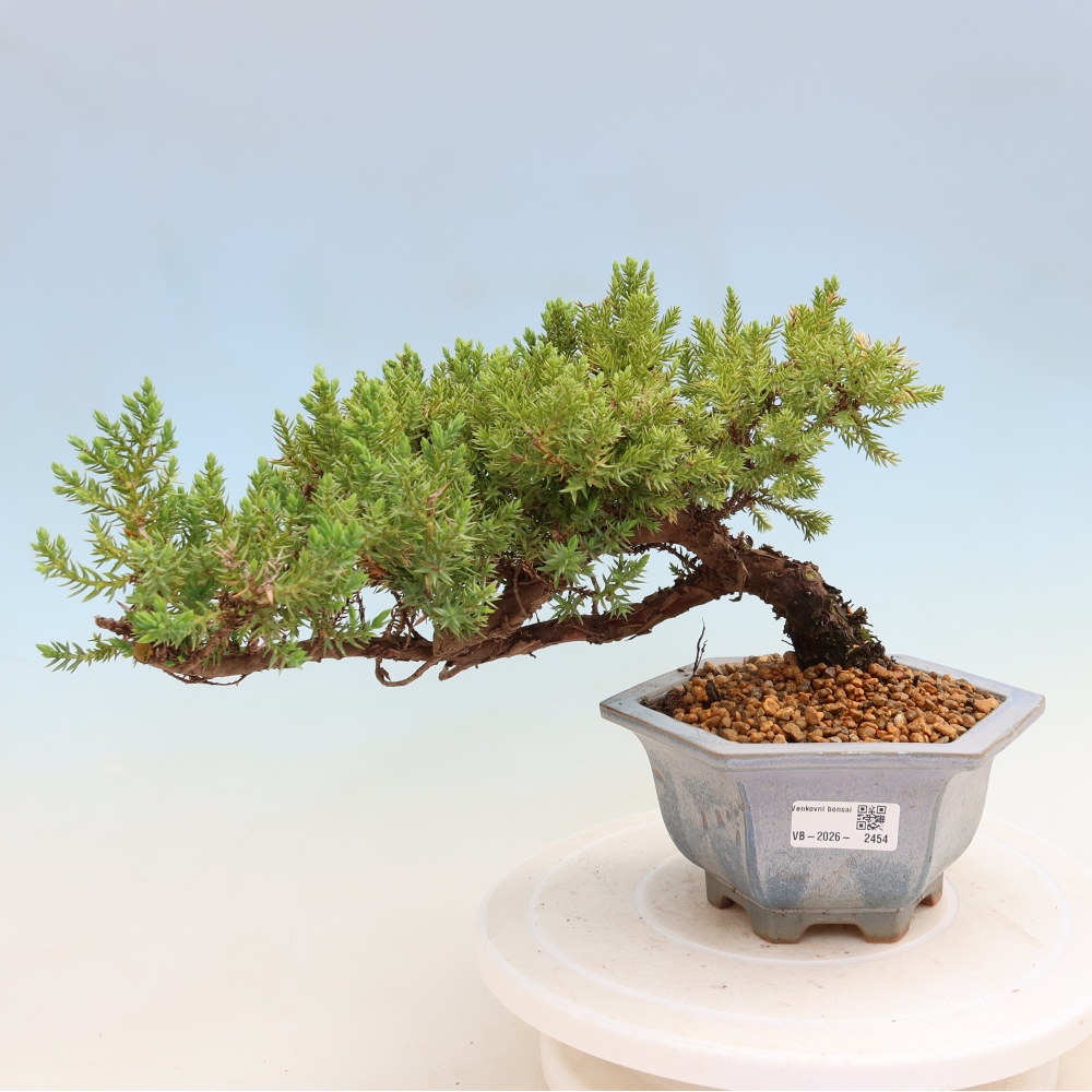 Venkovní bonsai - Juniperus procumbens - Jalovec polehavý