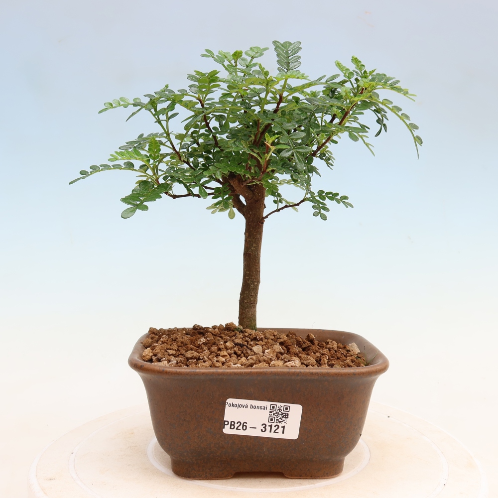 Pokojová bonsai - Zantoxylum piperitum - Pepřovník