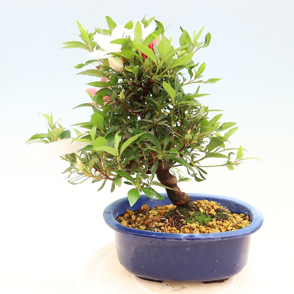 Venkovní bonsai - Japonská azalka - Azalea CHIHIRO