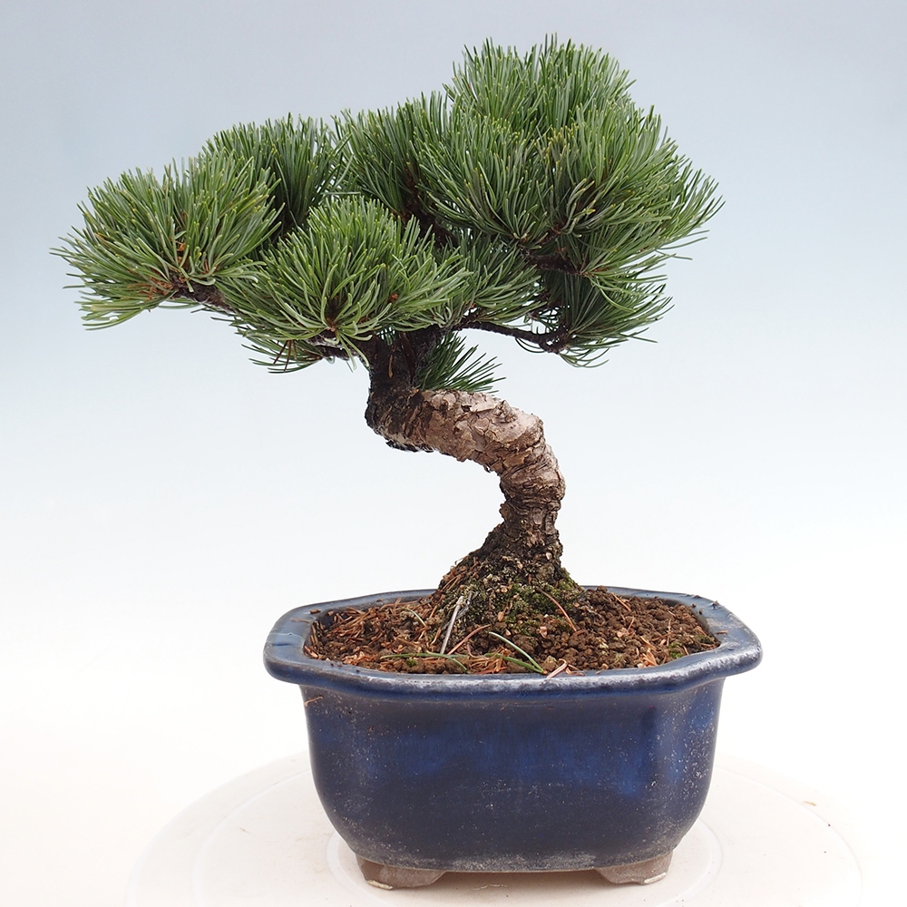 Venkovní bonsai - Pinus parviflora - Borovice drobnokvětá