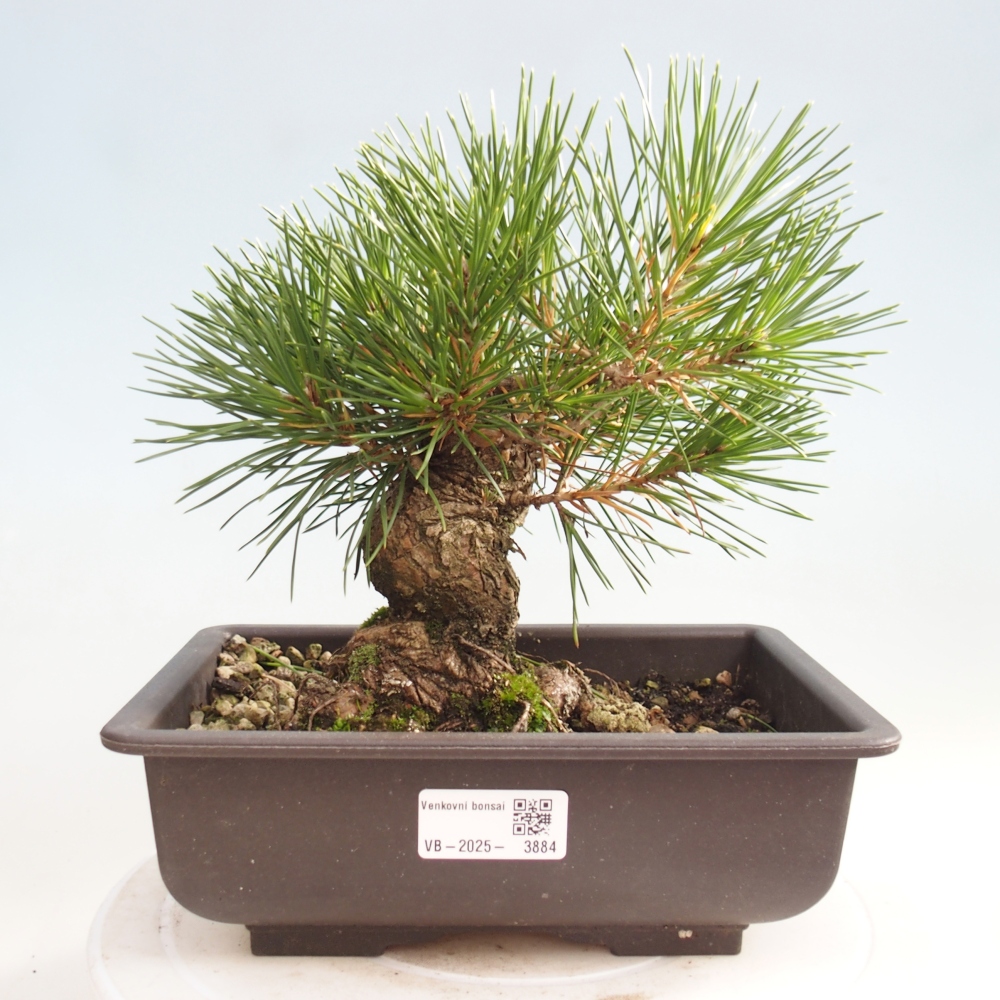Venkovní bonsai - Pinus thunbergii - Borovice thunbergova