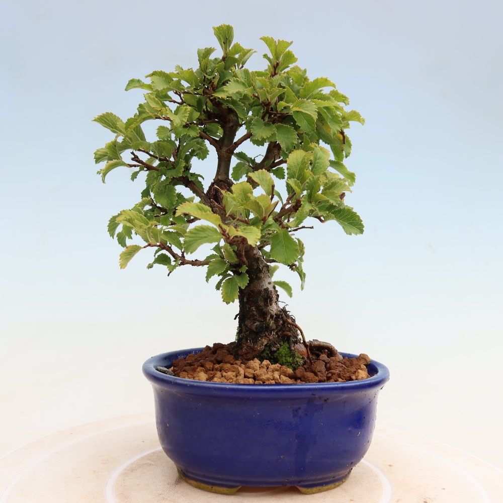 Venkovní bonsai - Zelkova - Zelkova NIRE