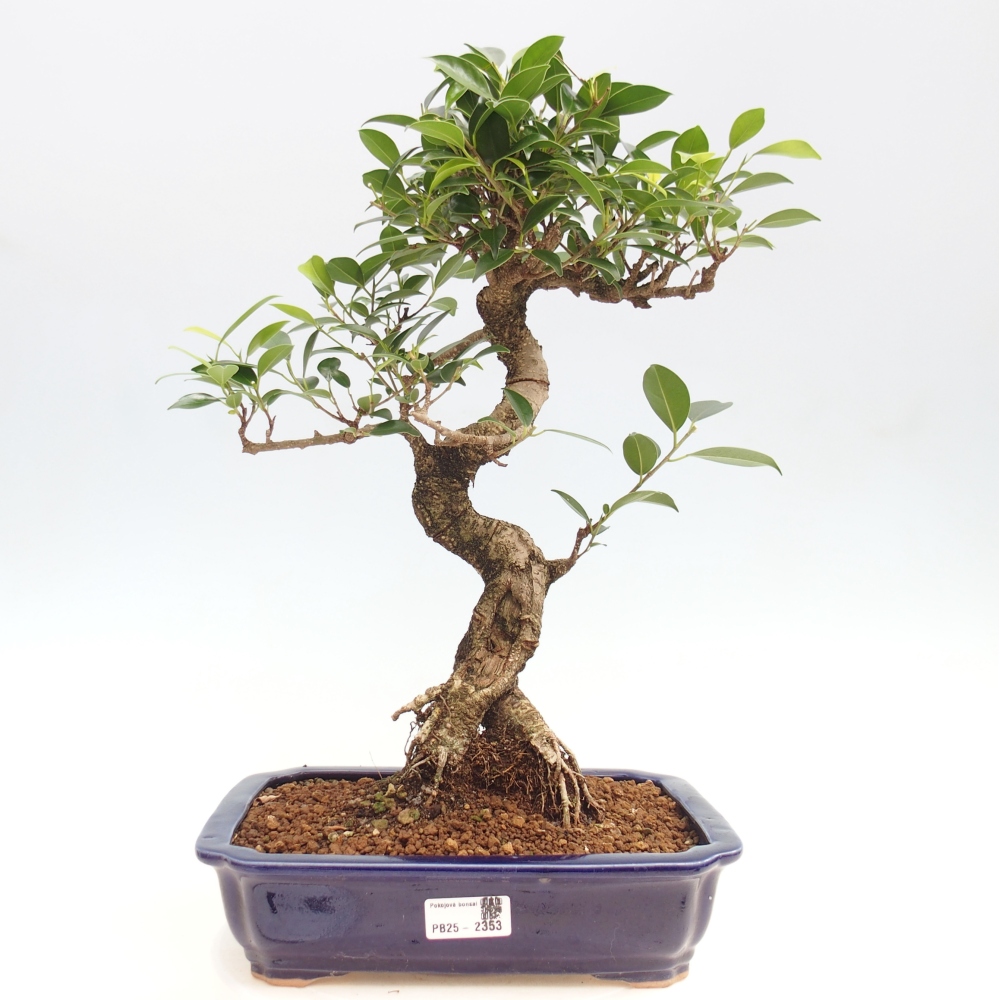 Pokojová bonsai - Ficus kimmen -  malolistý fíkus