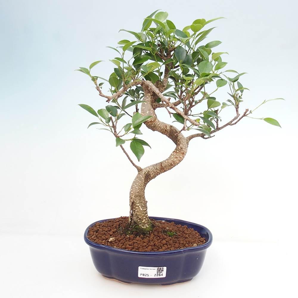 Pokojová bonsai - Ficus retusa -  malolistý fíkus