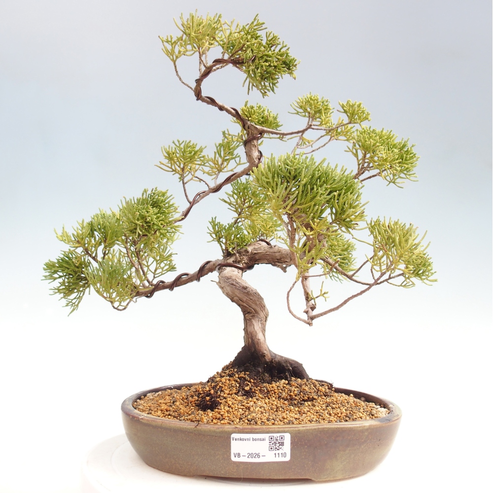 Venkovní bonsai - Juniperus chinensis Kishu -Jalovec čínský