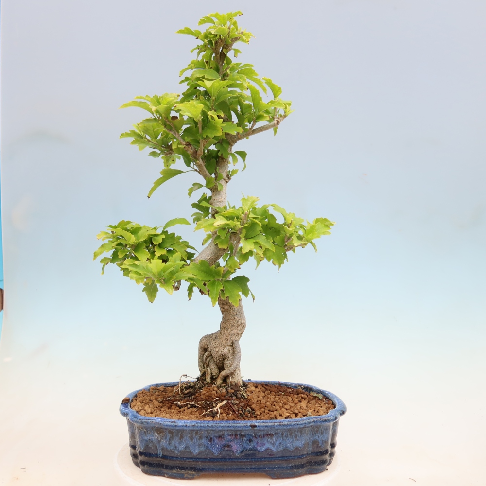 Venkovní bonsai - Hibiscus syriacus - Ibišek syrský