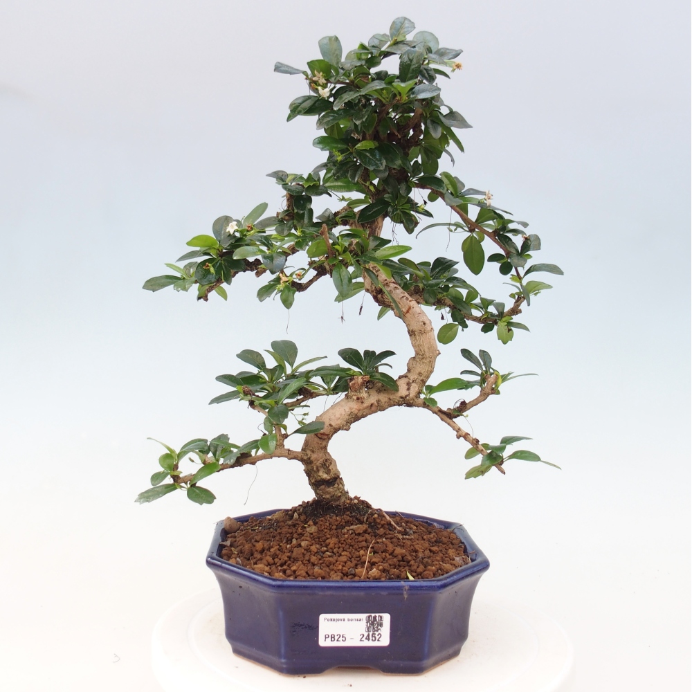 Pokojová bonsai - Carmona macrophylla - Čaj fuki