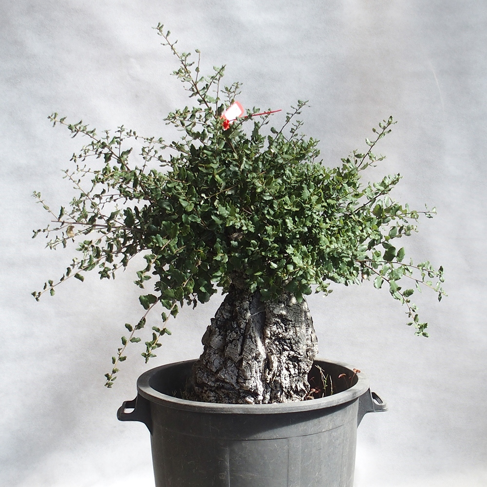 venkovní bonsai Quercus suber - Korkový dub