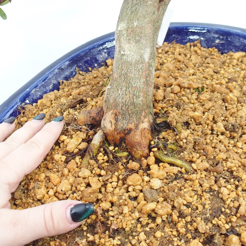 Venkovní bonsai - Japonská azalka - Azalea Chihiro