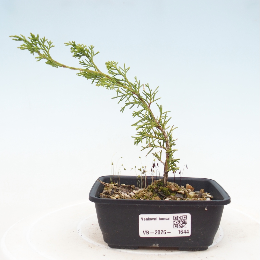 Venkovní bonsai - Juniperus chinensis Itoigawa -Jalovec čínský