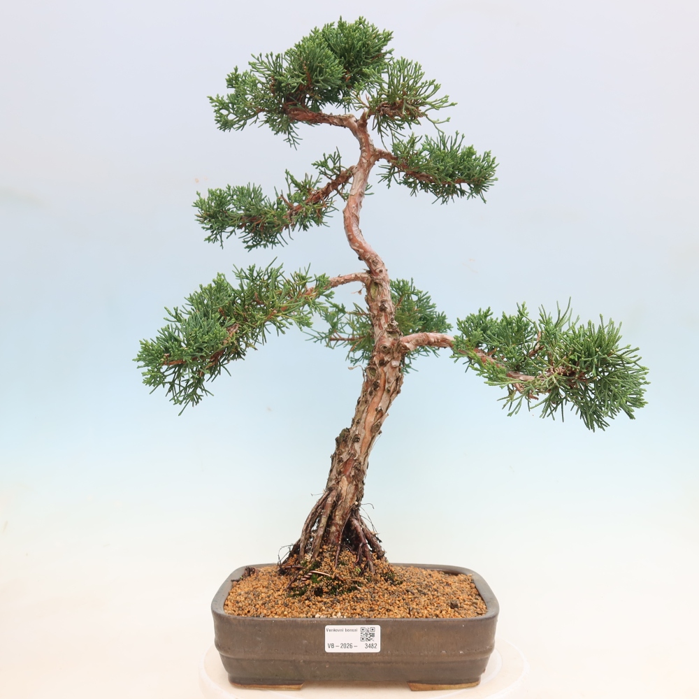 Venkovní bonsai - Juniperus chinensis Kishu -Jalovec čínský