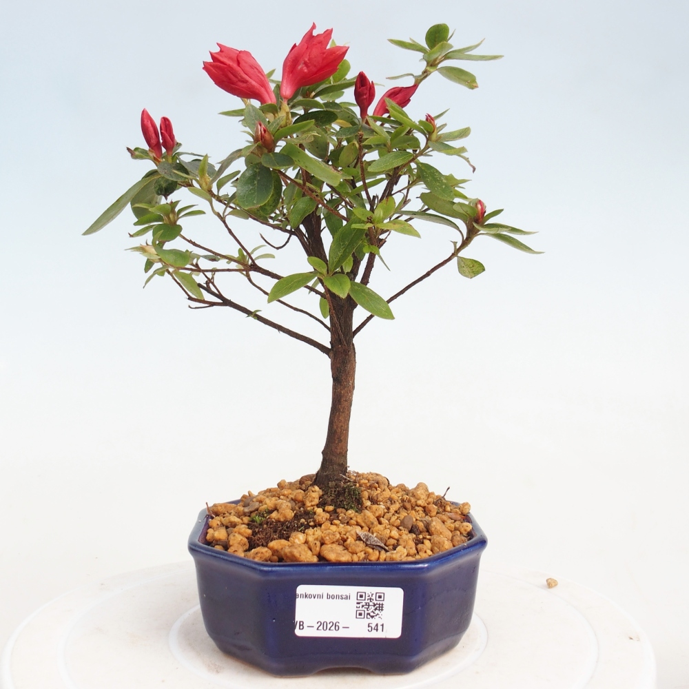 Venkovní bonsai - Japonská azalka - Azalea sp.