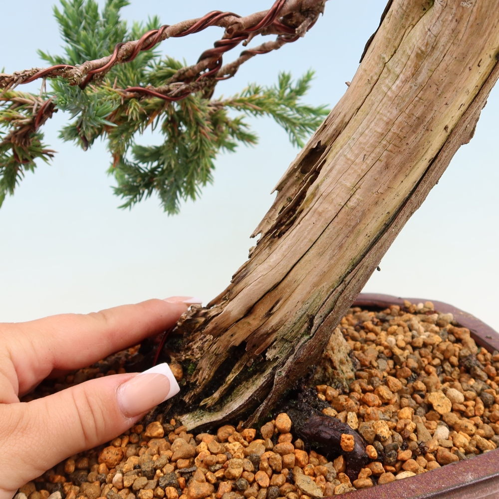 Venkovní bonsai - Juniperus squamata – Jalovec šupinatý