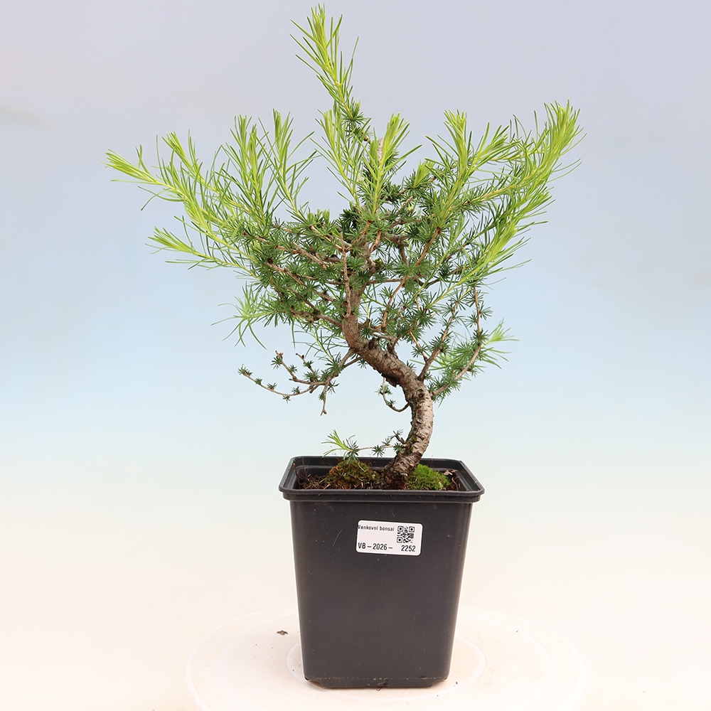 Venkovní bonsai -Larix decidua - Modřín opadavý 