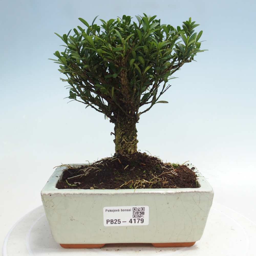 Pokojová bonsai - Buxus harlandii -korkový buxus