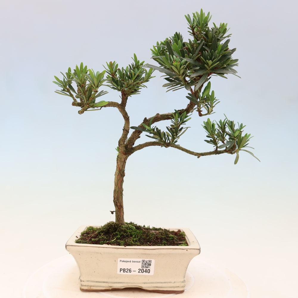 Pokojová bonsai - Podocarpus - Kamenný tis