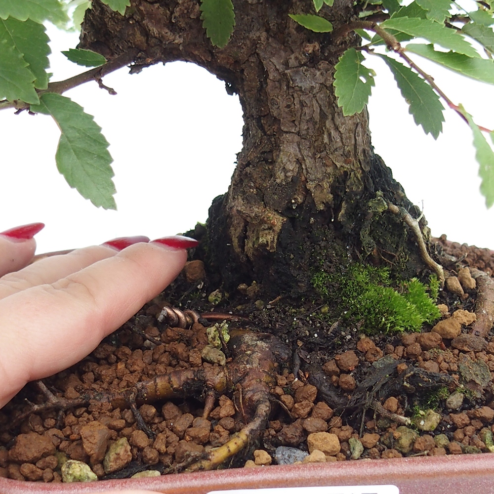 Venkovní bonsai - Zelkova - Zelkova serrata