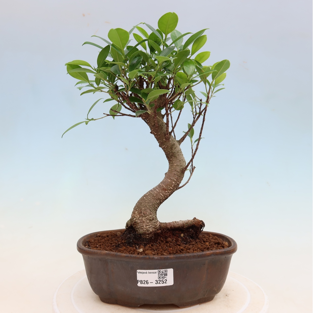 Pokojová bonsai - Ficus kimmen -  malolistý fíkus
