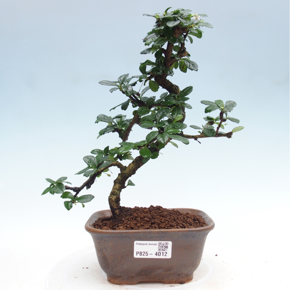 Pokojová bonsai - Carmona macrophylla - Čaj fuki
