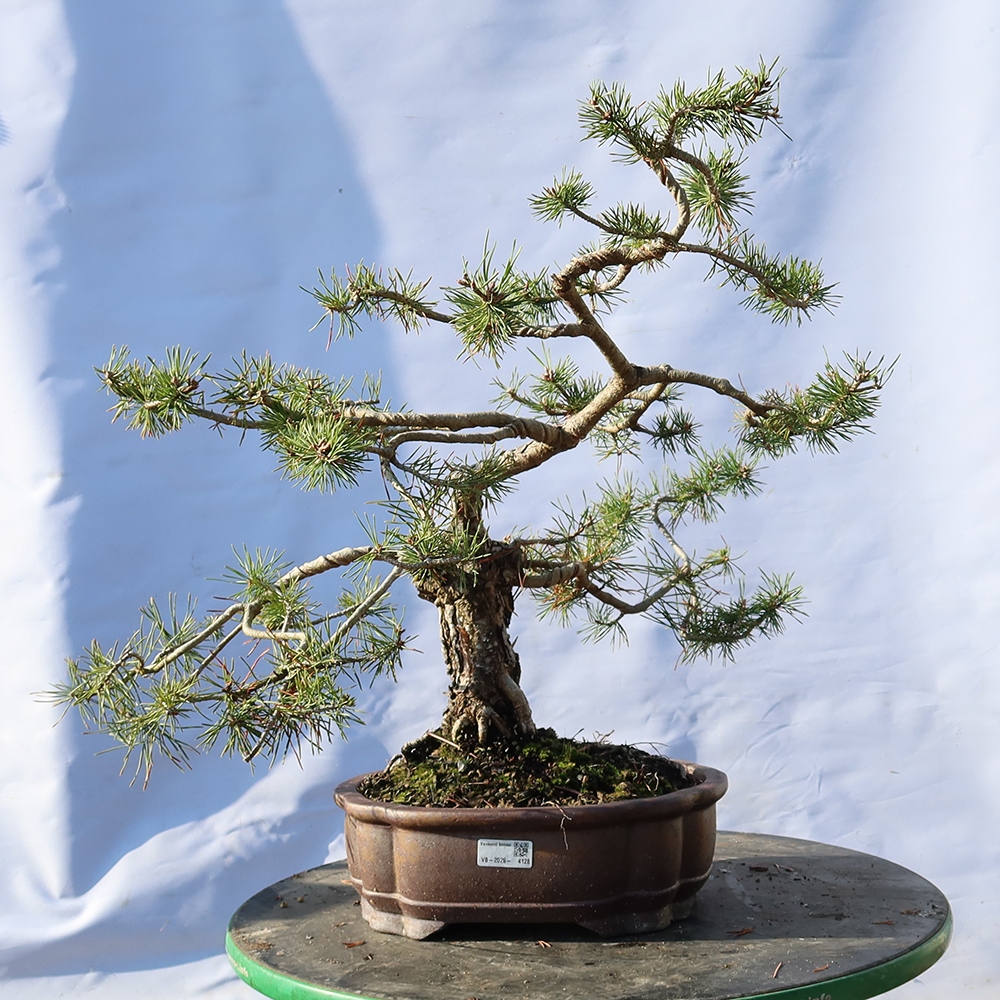 Pinus sylvestris Španělsko - borovice lesní