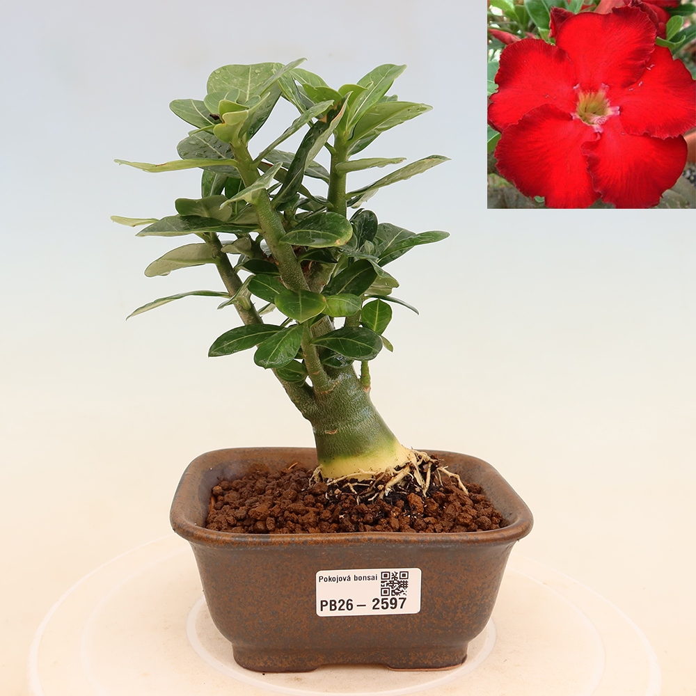 Pokojová bonsai - Adenium obesum Red Star - Pouštní růže
