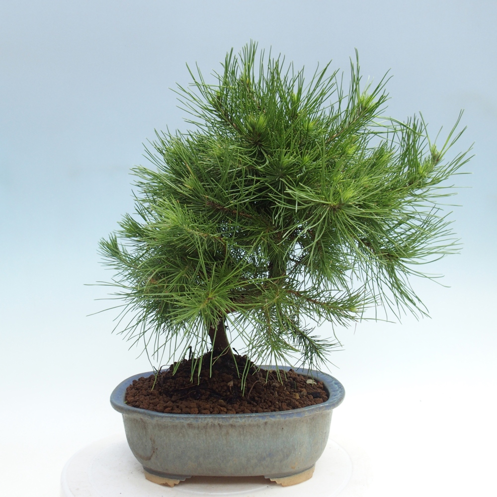 Pokojová bonsai-Pinus halepensis-Borovice alepská