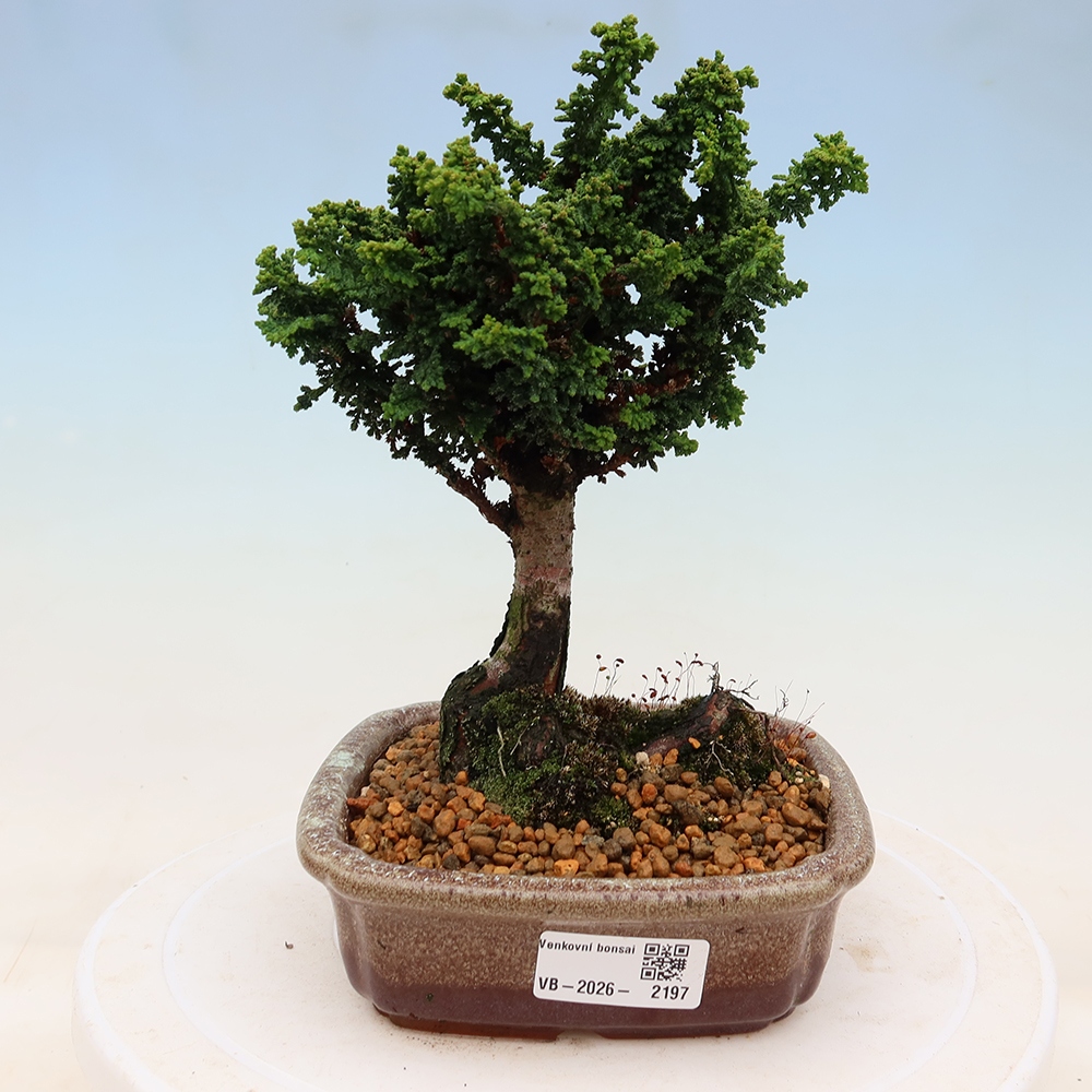 Venkovní bonsai - Cham. obtusa SEKKA HINOKI - Cypřišek