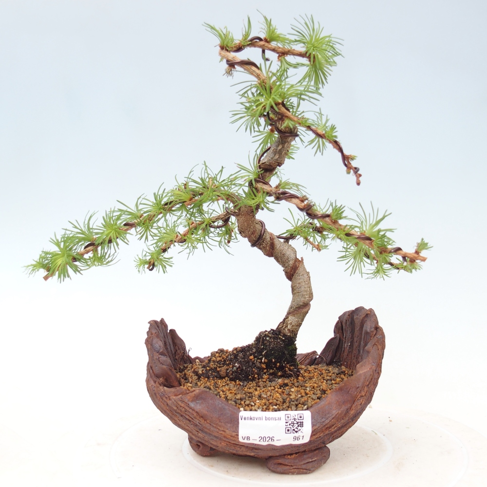Venkovní bonsai - Larix Kaempferi - Modřín japonský