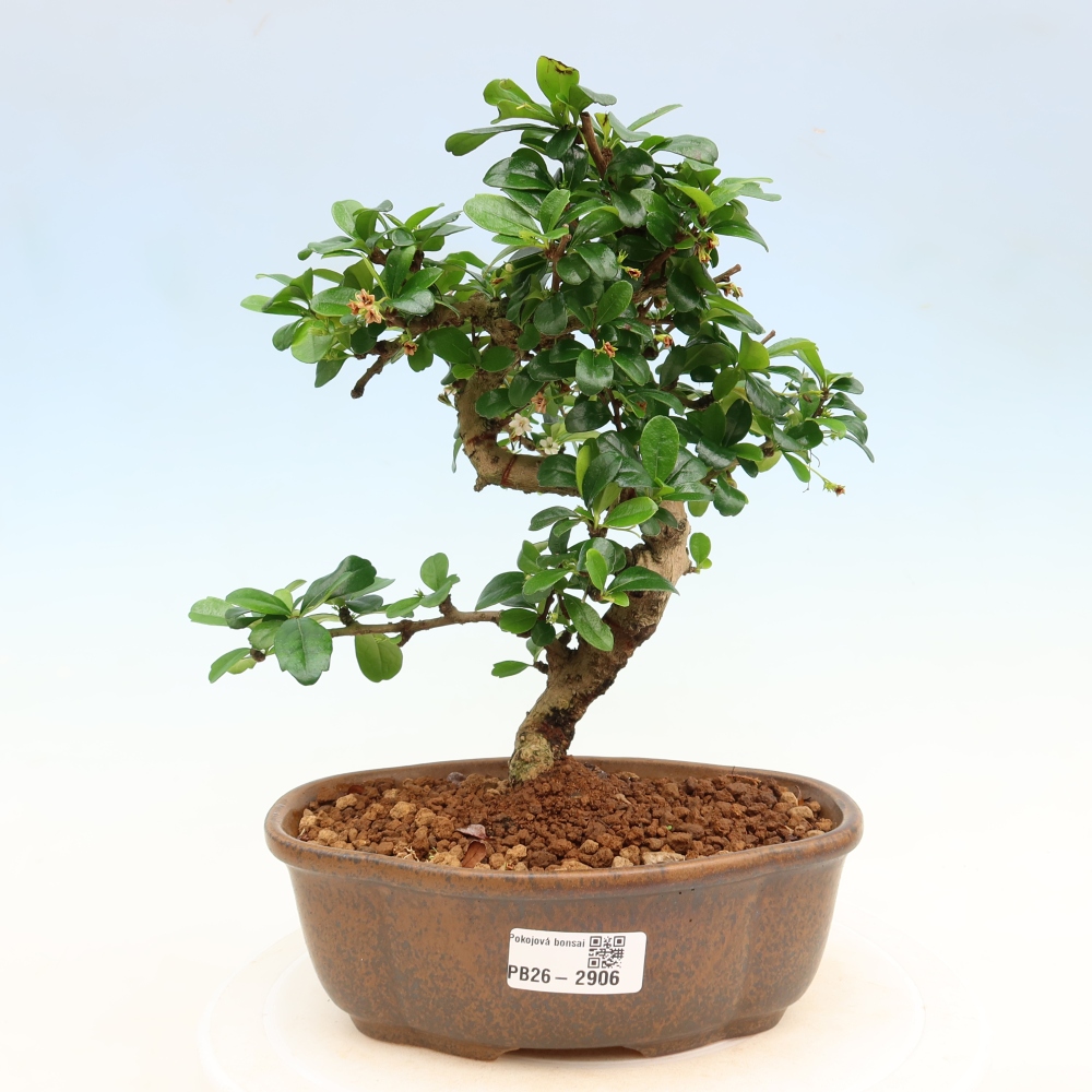 Pokojová bonsai - Carmona macrophylla - Čaj fuki