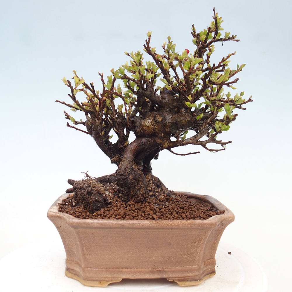 Venkovní  bonsai -  Chaneomeles speciosa - Kdoulovec ozdobný