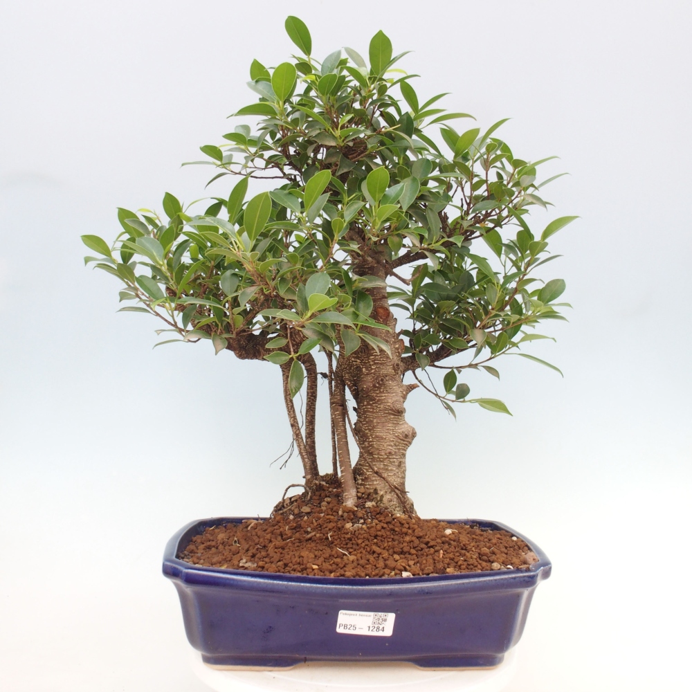 Pokojová bonsai - Ficus kimmen -  malolistý fíkus