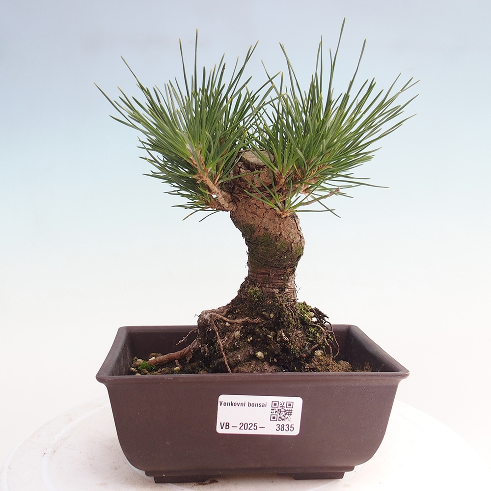 Venkovní bonsai - Pinus thunbergii - Borovice thunbergova