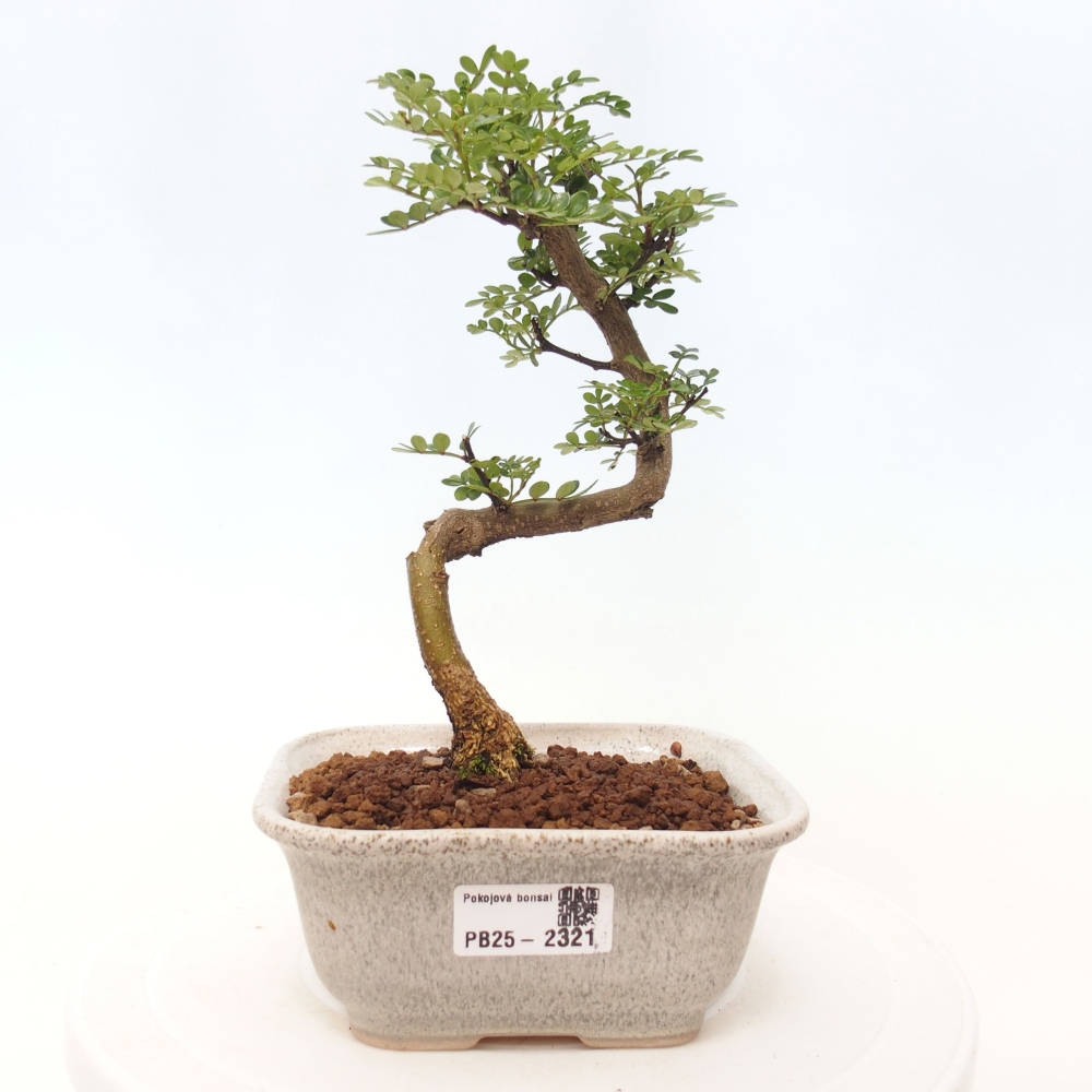 Pokojová bonsai - Zantoxylum piperitum - pepřovník