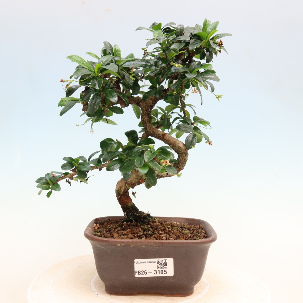 Pokojová bonsai - Carmona macrophylla - Čaj fuki
