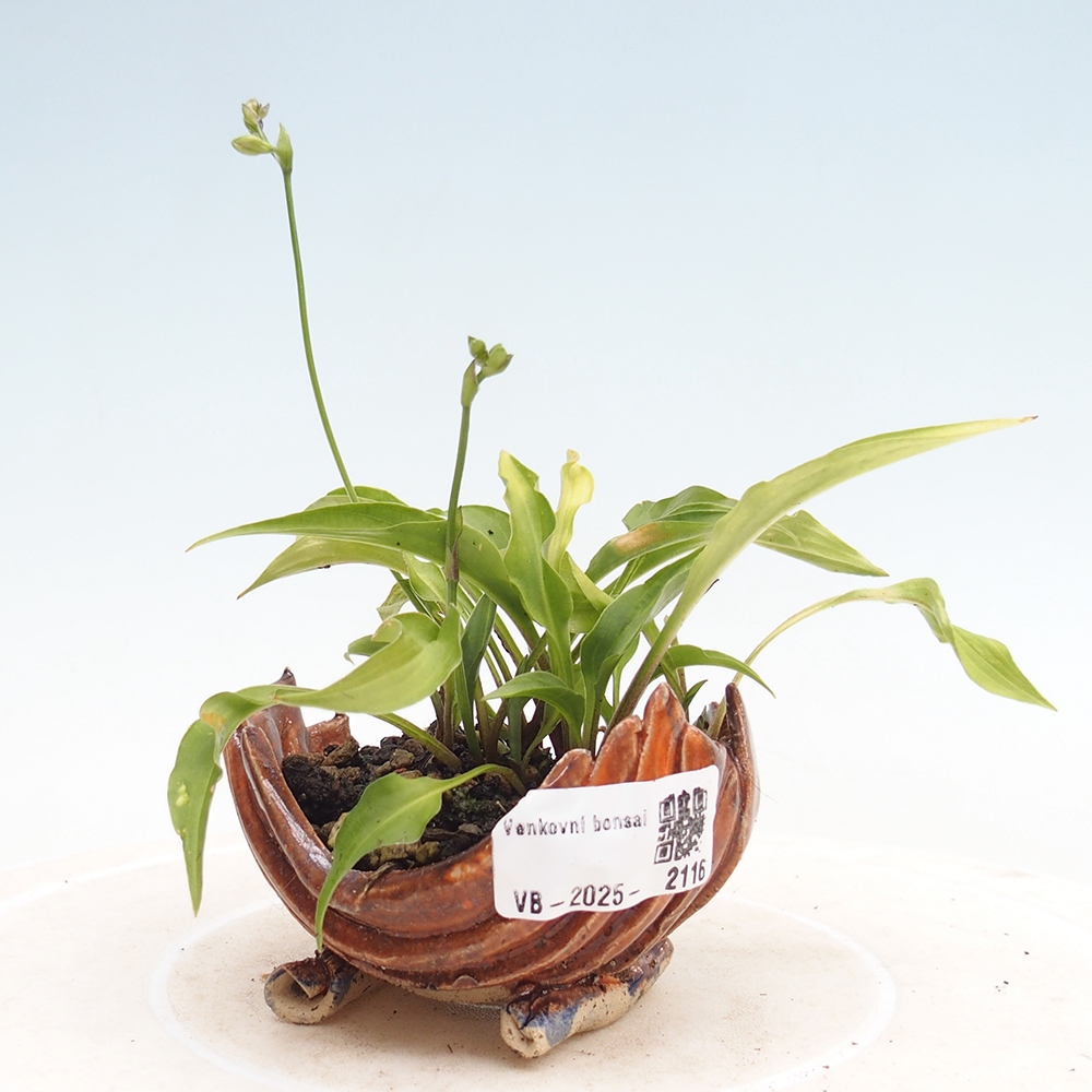 Venkovní bonsai - Mini Hosta - Bohyška