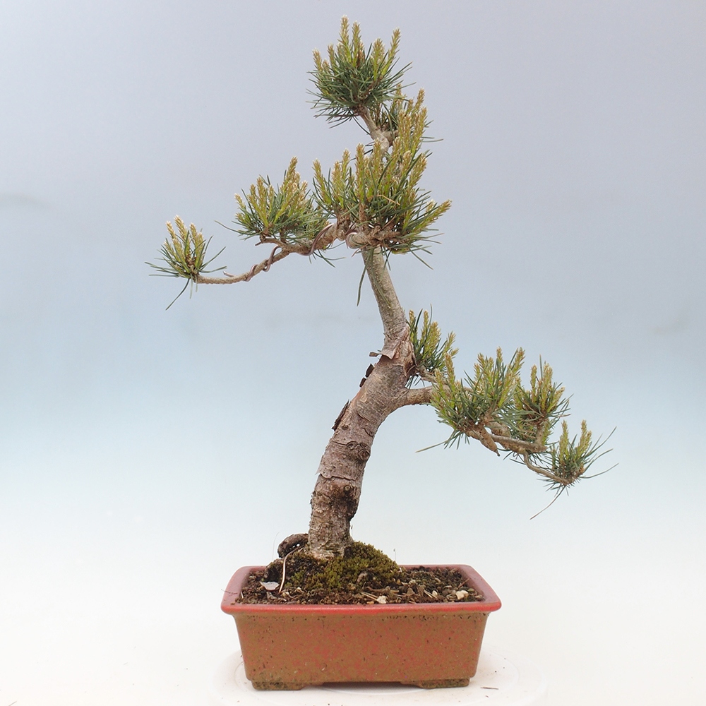 Venkovní bonsai - Pinus Sylvestris Watererri - Borovice lesní