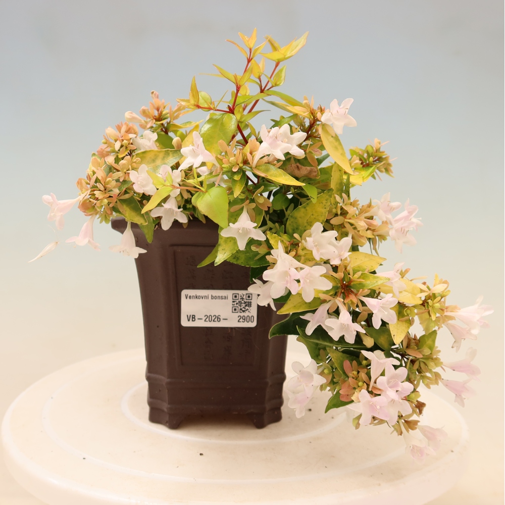 Venkovní bonsai - Abelia gr. Kleidoscope - Abélie velkokvětá